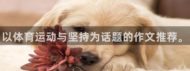 哈哈体育十年